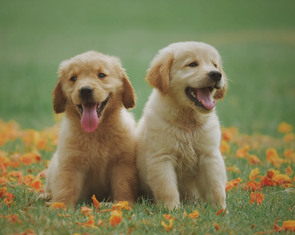 Cães: os Melhores Amigos do Homem