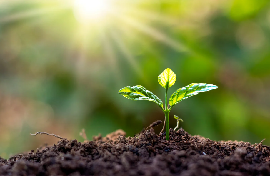 O Fascinante Mundo das Plantas