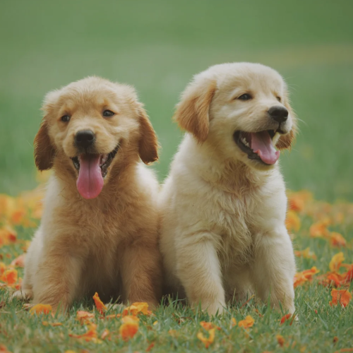 Cães: os Melhores Amigos do Homem