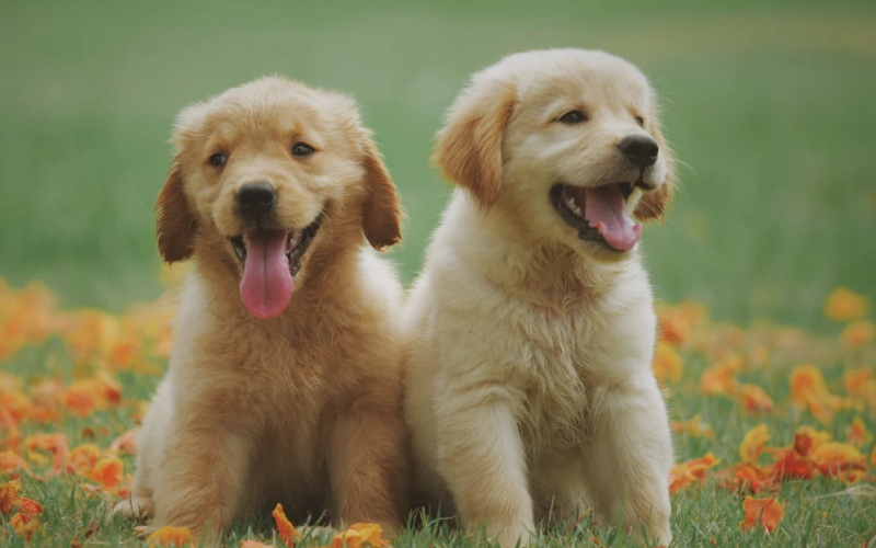 Cães: os Melhores Amigos do Homem