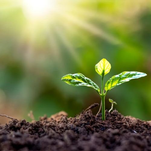 O Fascinante Mundo das Plantas