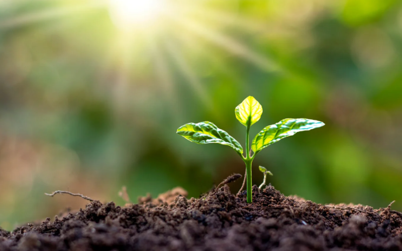 O Fascinante Mundo das Plantas