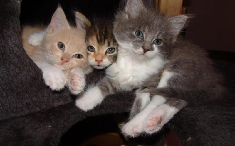 Os Gatos são Animais Fascinantes e Independentes